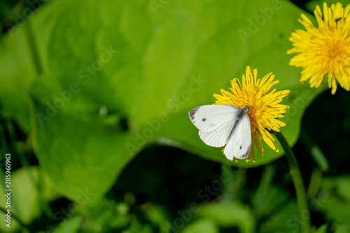 Schmertterling Löwenzahn Butterfly
