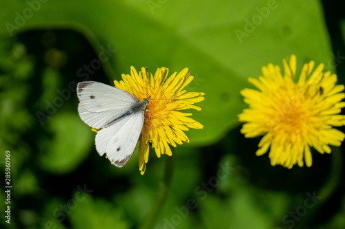 Butterfly Löwenzahn Schmetterling