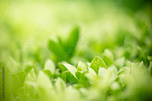 Nature of green leaf in garden at summer. Natural green leaves plants using as spring background cover page greenery environment ecology wallpaper