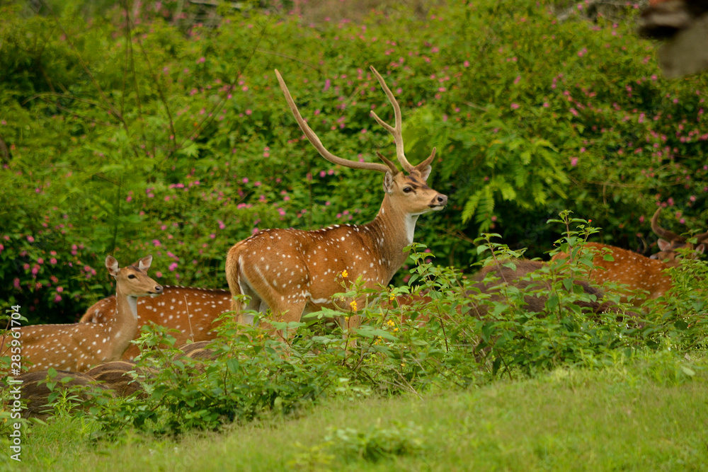 Obraz premium Spotted Deer In The Wild