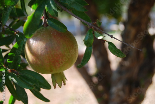 Organic Pomegranate Fruit on Tree