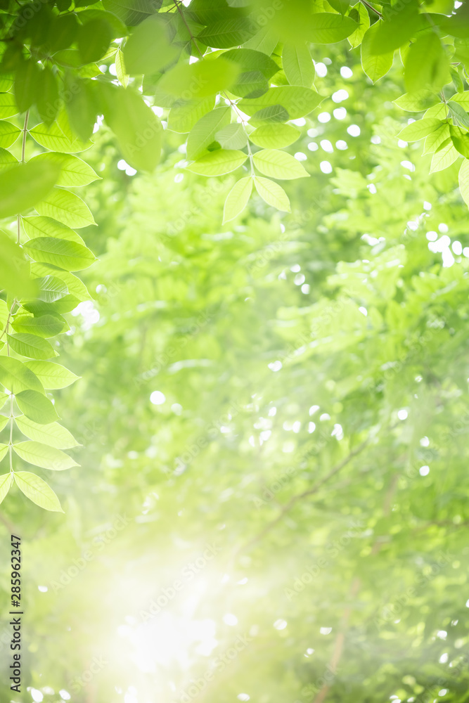 Gần nhìn lá xanh trên nền xanh mơ màng thiên nhiên DSLR sẽ giúp bạn đắm mình trong không gian xanh mát và thanh bình, tạo nên một cảm giác tuyệt vời. Hãy cùng chiêm ngưỡng và thưởng thức bức ảnh này ngay bây giờ!