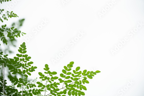 Close up of nature view green leaf and flower with clear blue sky and copy space using as background natural plants landscape, ecology wallpaper concept.