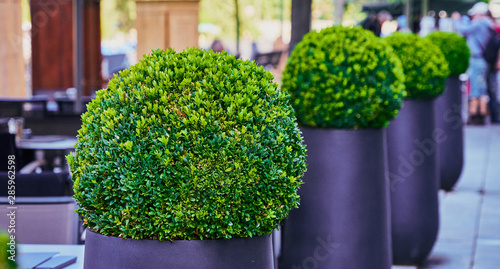 Green boxwood bushes (Buxus sempervirens) cut into spherical shapes in modern grey tubs, selective focus photo