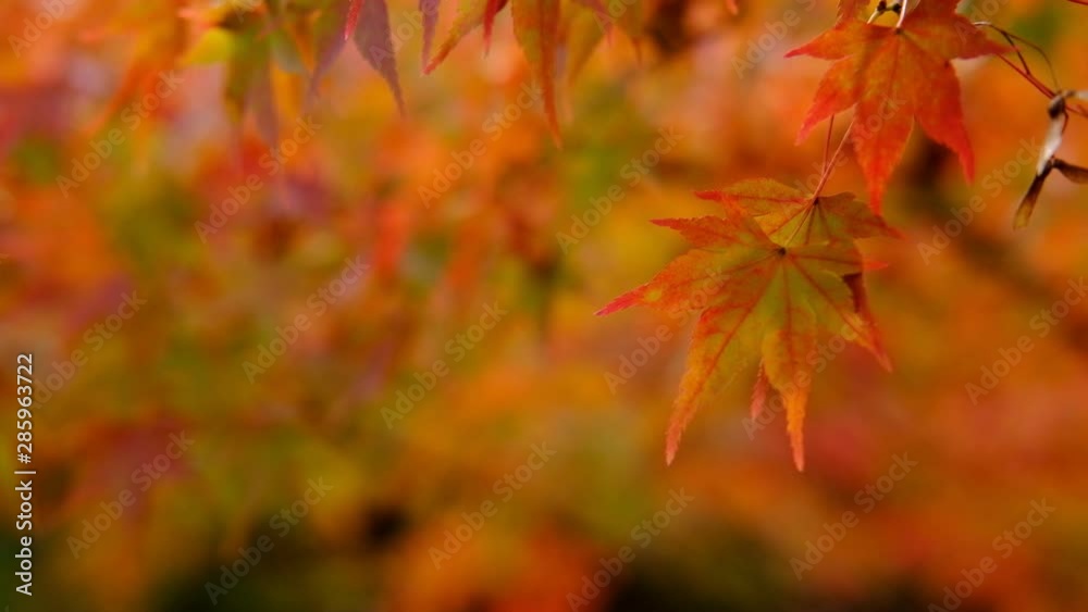 Beautiful autumn maple leaves in nature, fall foliage Beautiful autumn maple leaves in nature, fall foliage