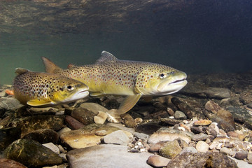 Brown trout (Salmo trutta) preparing for spawning in small creek. Beautiful salmonid fish in close up photo. Underwater photography in wild nature. River habitat.
