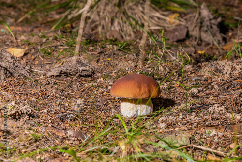Mushroom Boletus grows in the forest