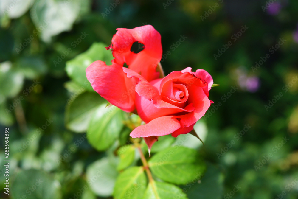 Bright bud of a pink rose with a punched petal, a petal with holes from nature in a home garden, the city of Dnipro, Ukraine. Bright bud of a pink rose with a punched petal, a petal with holes from nature in a home garden, the city of Dnipro, Ukraine.