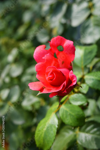 Bright bud of a pink rose with a punched petal  a petal with holes from nature in a home garden  the city of Dnipro  Ukraine.