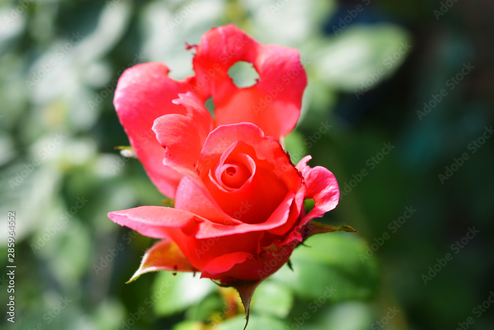 Bright bud of a pink rose with a punched petal, a petal with holes from nature in a home garden, the city of Dnipro, Ukraine. Bright bud of a pink rose with a punched petal, a petal with holes from nature in a home garden, the city of Dnipro, Ukraine.