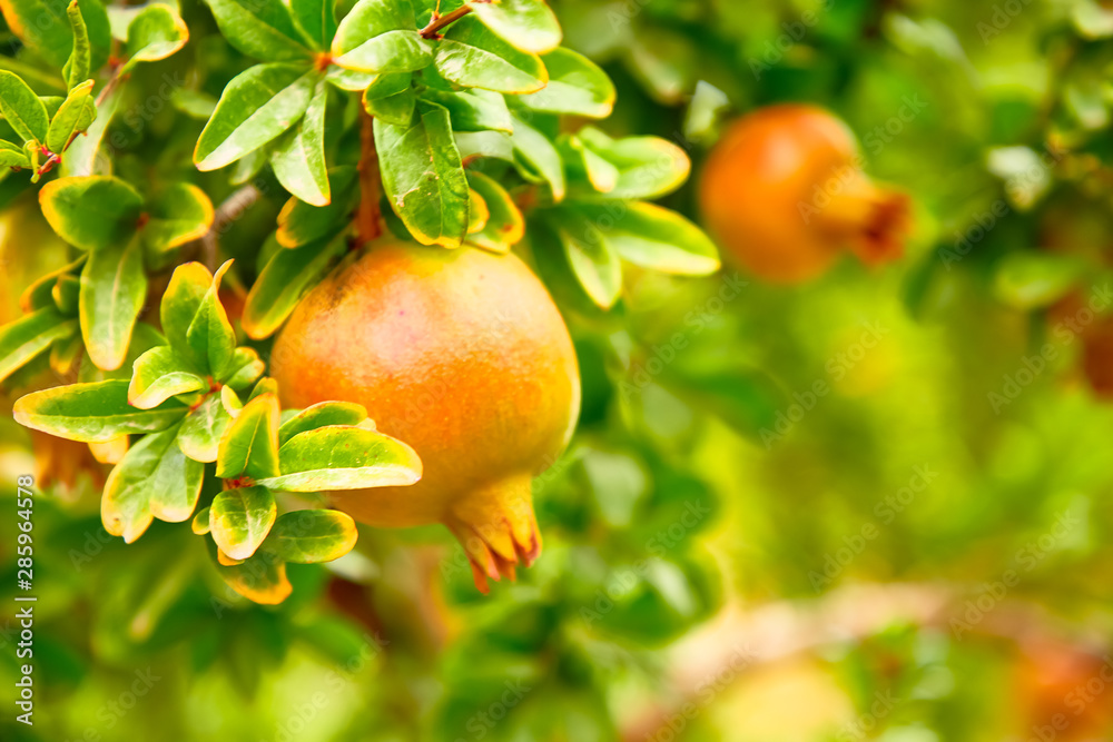 Young pomegranate fruits grow on a tree.
