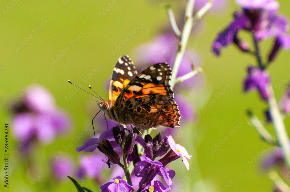 Painted Lady Butterfly, United Kingdom Painted Lady Butterfly, United Kingdom