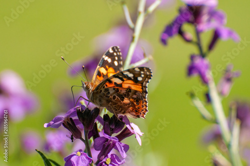 Painted Lady Butterfly, United Kingdom