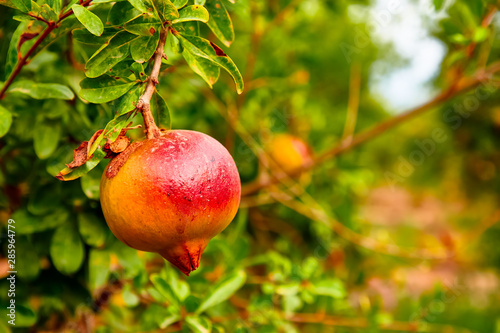 Young pomegranate fruits grow on a tree.