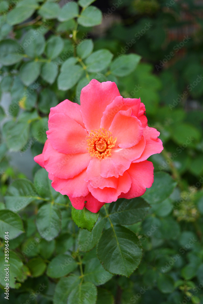 Bright unraveled bud of pink roses and large petals, very bright in color against a background of greenery and plants. Bright unraveled bud of pink roses and large petals, very bright in color against a background of greenery and plants.