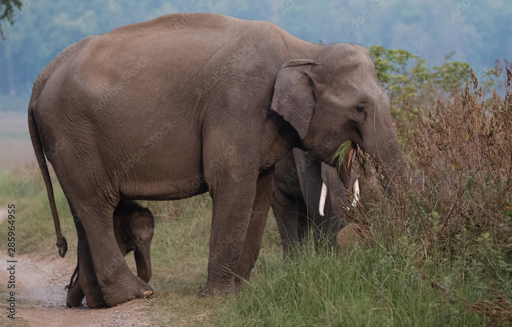 Mother Tusker with little cub at Jim COrbett National Park