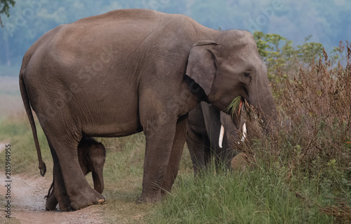 Mother Tusker with little cub at Jim COrbett National Park