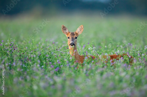 Cute roe deer, capreolus capreolus, doe hidden in blooming clover peeking out facing camera in summer. Wild animal between violet flowers covered by tall vegetation with copy space.