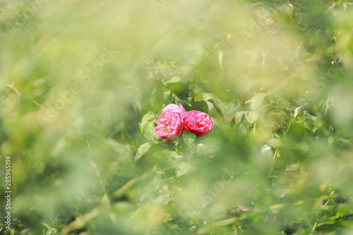 Rosen
