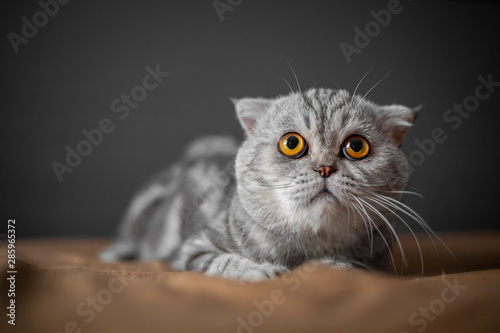 So cute of scottish fold cat. © P Stock