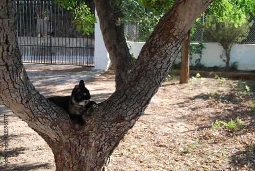 Tortoiseshell Cat Resting in Tree