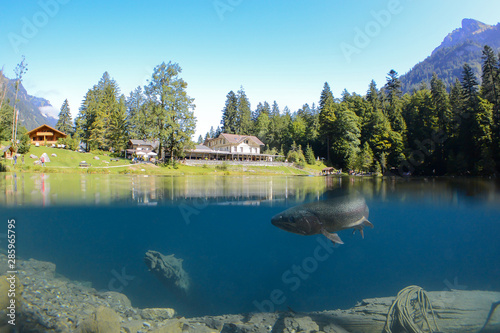 Fantastic panorama of blausee lake   Blausee  Switzerland. Picturesque summer in Swiss alps  Bernese Oberland  Europe. Beauty of nature with trout concept background. 