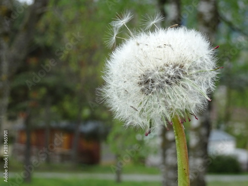 dandelion on a green background of grass