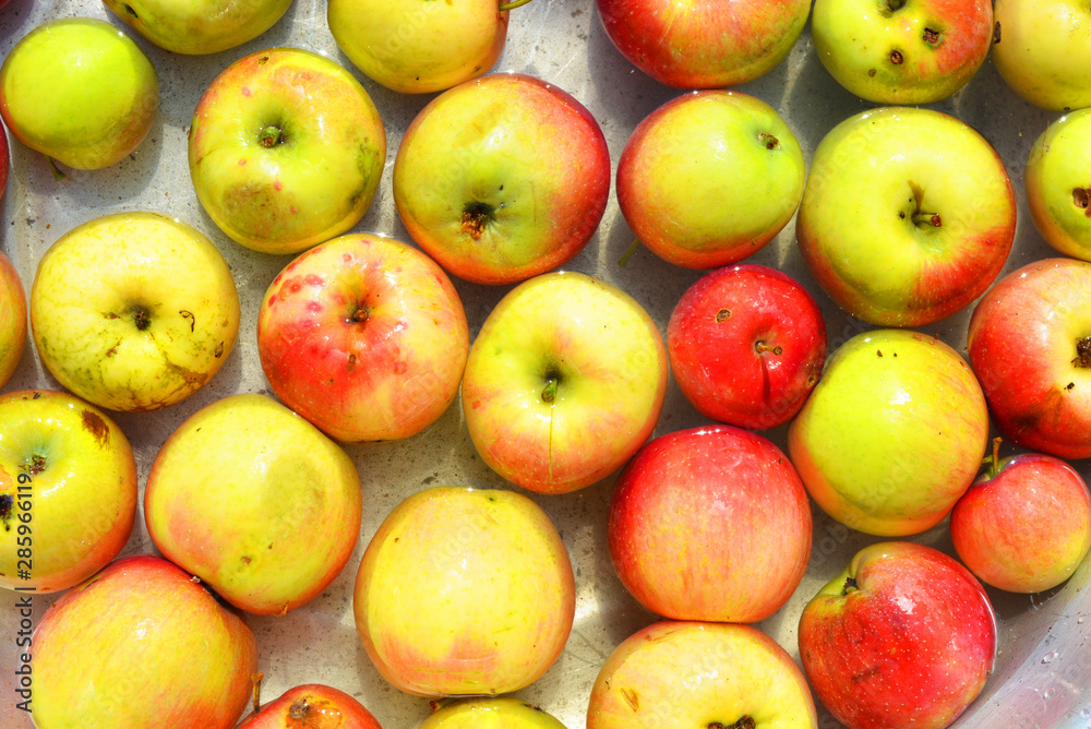Ukrainian bright and colorful, fresh apples plucked from a tree and lying with water for washing. Bright tasty background, natural food for health and beauty. Ukrainian bright and colorful, fresh apples plucked from a tree and lying with water for washing. Bright tasty background, natural food for health and beauty.