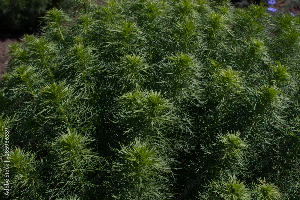 Large fluffy bush of ornamental plants in the rays of sunlight Large fluffy bush of ornamental plants in the rays of sunlight