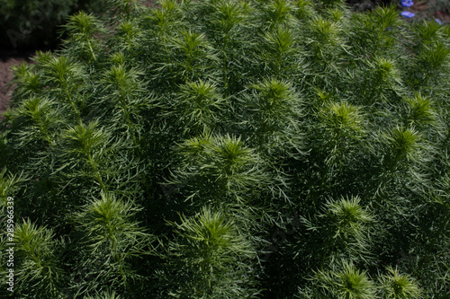 Large fluffy bush of ornamental plants in the rays of sunlight