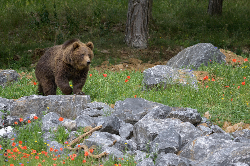 Fototapeta premium Bronw bear in a wildlife park among flowers