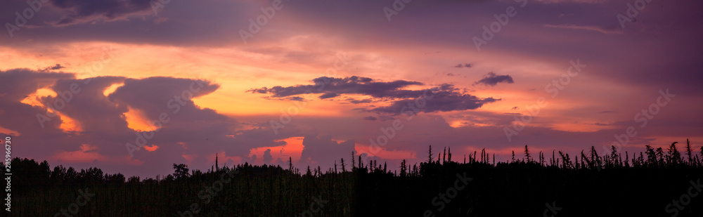 Paesaggio e canapa Paesaggio e canapa