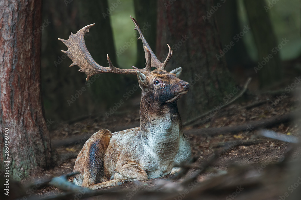 Naklejka premium Fallow deer, dama dama, stag lying on the ground in dark forest with head up high. Wild animal relaxing in nature.