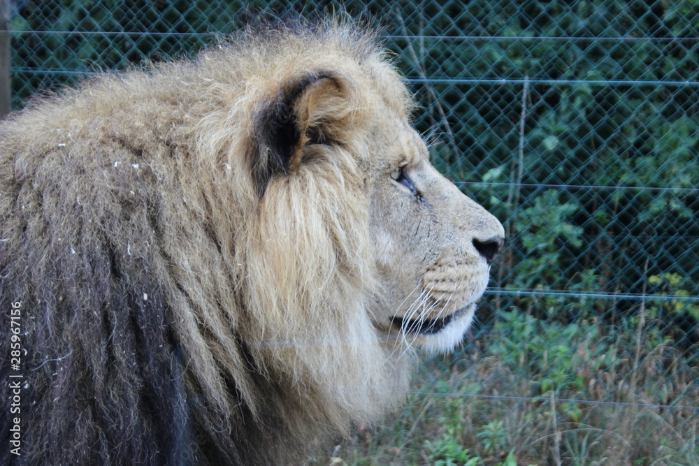 Naklejka premium Löwe