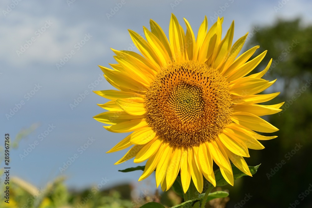 Classic Sunflower, U.K. Summer popular plant. Classic Sunflower, U.K. Summer popular plant.