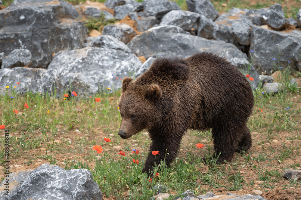 Bronw bear in a wildlife park among flowers Bronw bear in a wildlife park among flowers