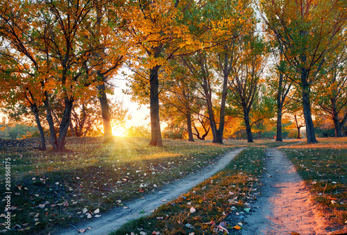 ground road and beautiful trees in the autumn forest,bright sunlight with shadows at sunset