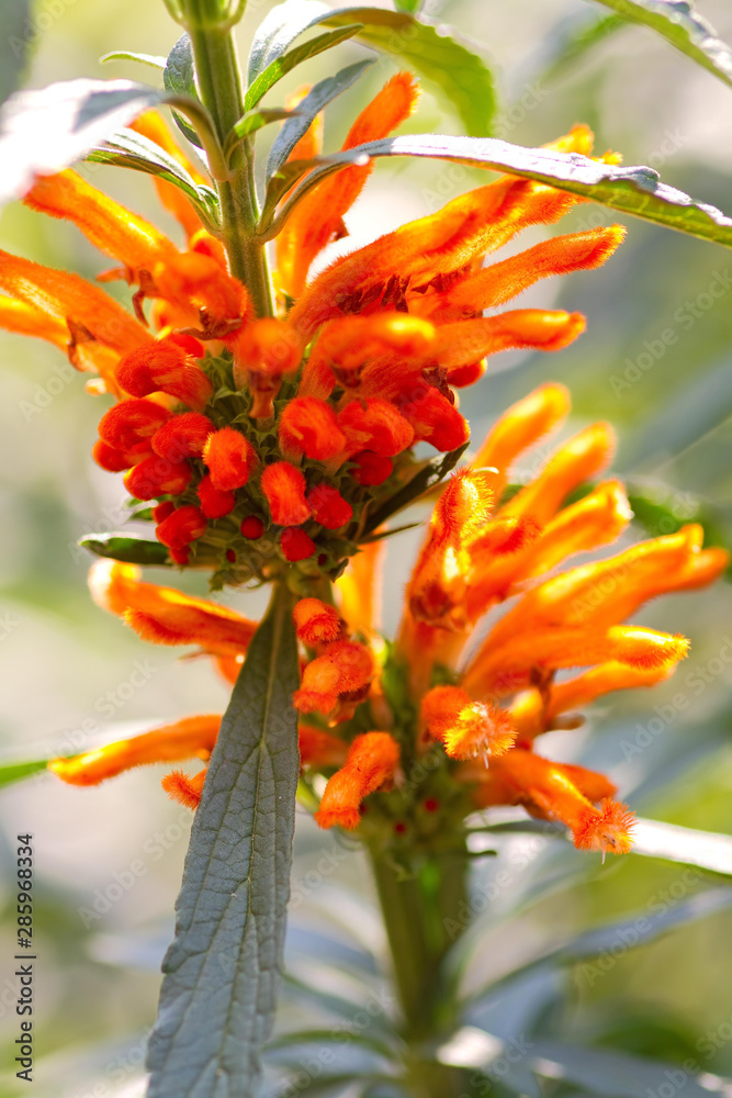 Löwenohr-Blüte Löwenohr-Blüte