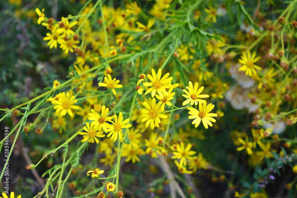 Bright and unusual yellow small flowers of the common Jacobian in nature, jacobaea vulgaris, senecio jacobaea, ragwort, common ragwort, stinking willie, tansy ragwort, benweed. Bright and unusual yellow small flowers of the common Jacobian in nature, jacobaea vulgaris, senecio jacobaea, ragwort, common ragwort, stinking willie, tansy ragwort, benweed.