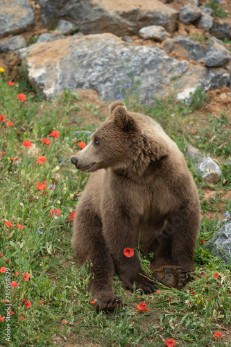 Brown bear in a wildlife park among flowers photo