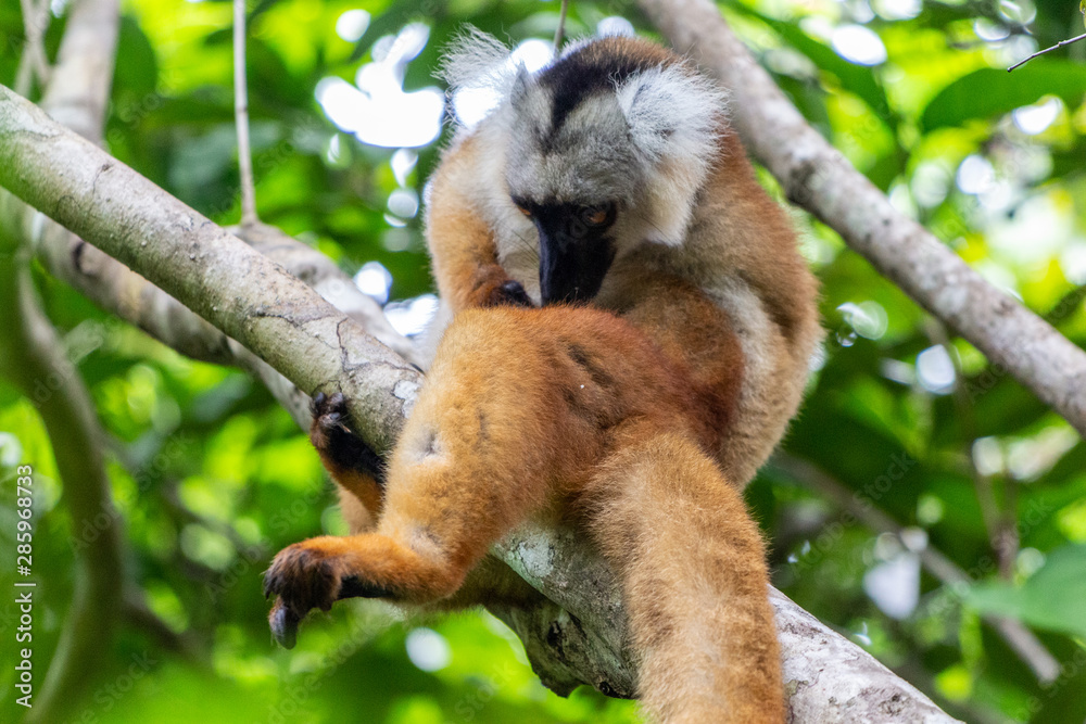 Naklejka premium Lemur sitting on a tree at Lokobe nature strict reserve in Madagascar, Nosy Be, Africa