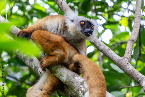 Lemur sitting on a tree at Lokobe nature strict reserve in Madagascar, Nosy Be, Africa