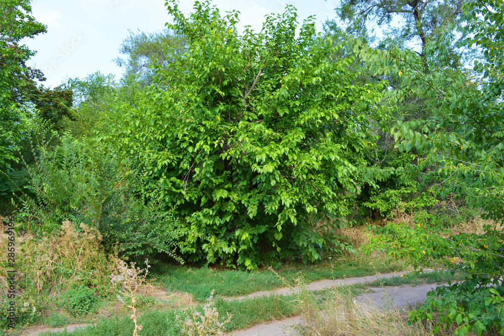 Beautiful natural background with an unusual landscape and forest beauty near the Samara River. Green hills, trees, shrubs with bright sky in the Shevchenko housing estate, Dnipro city, Ukraine. Beautiful natural background with an unusual landscape and forest beauty near the Samara River. Green hills, trees, shrubs with bright sky in the Shevchenko housing estate, Dnipro city, Ukraine.