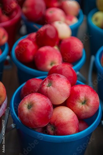 A bucket of freshly picked ...