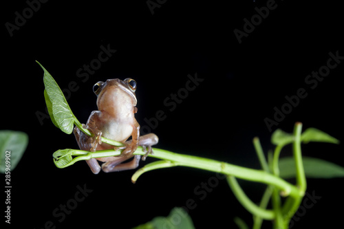 Common Southeast Asian Tree Frog - Polypedates leucomystax,on green pond reeds, isolated on black background, Indonesia photo