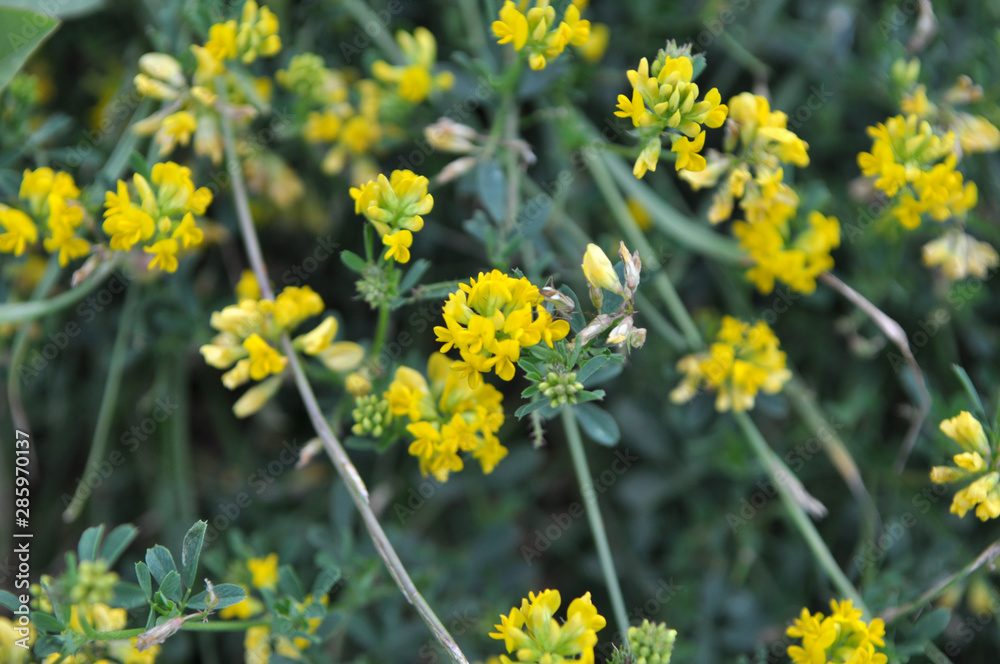 Alfalfa bloom yellow (Medicago falcata)