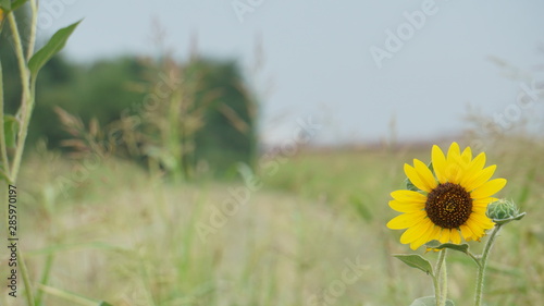 flowers, sunflower, field, house