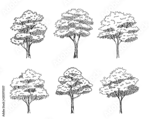 Set of hand drawn architect trees. Sketch Architectural illustration landscape
