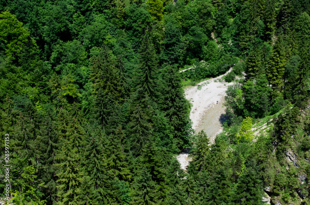 green pine forest near Neuschwanstein Castle, Germany green pine forest near Neuschwanstein Castle, Germany