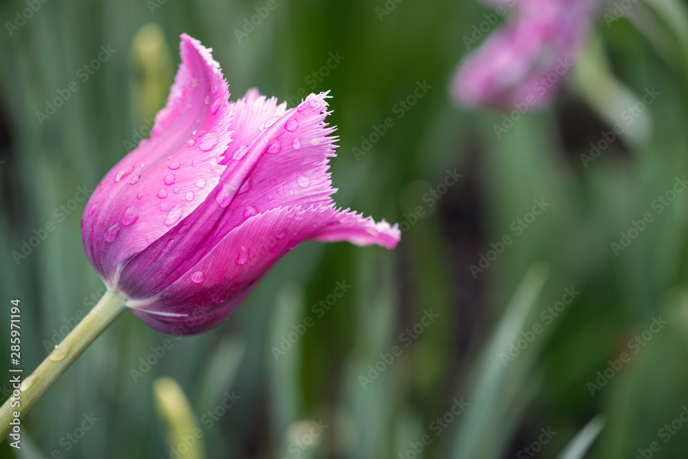 Pink Fringed Tulip in a Garden Covered in Water Drops Pink Fringed Tulip in a Garden Covered in Water Drops